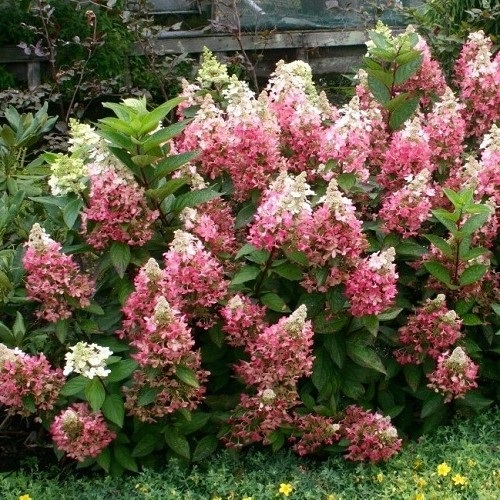 Stunning Oakleaf Hydrangea Varieties 20