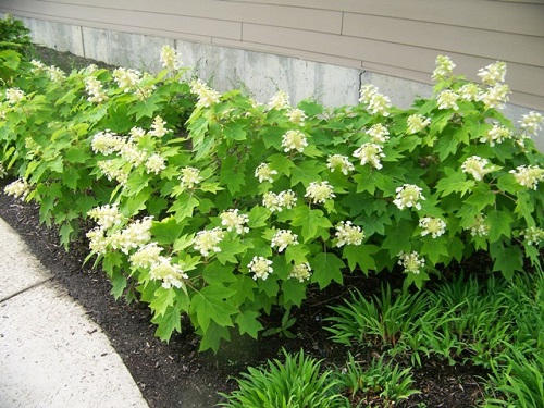 Stunning Oakleaf Hydrangea Varieties 9