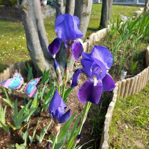 Stunning Flowers for First Date 9