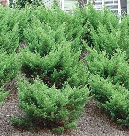 Low Maintenance Evergreen Shrubs 45