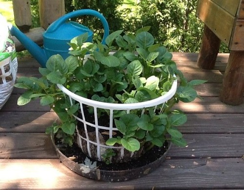 12 DIY Potato Pots to Grow Potatoes Without Digging 2