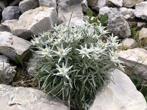 Edelweiss Flower 2