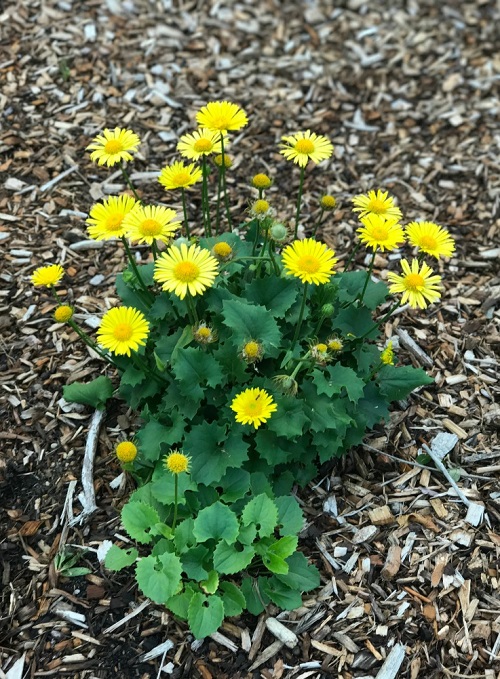 50 Most Beautiful Yellow Perennial Flowers 18