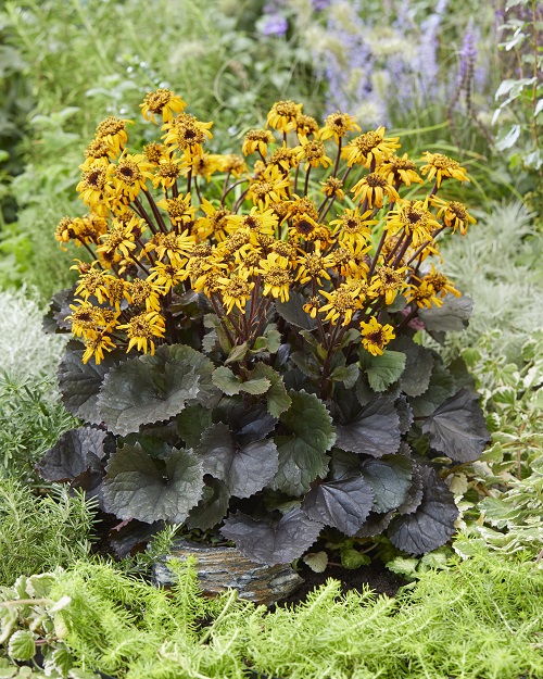 48 Best Deer Resistant Perennials 15