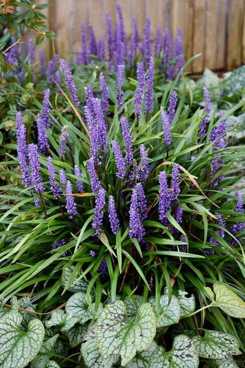 Best Ornamental Grasses For Shade 8