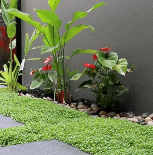 No Mow Lawn Alternative Ideas 1