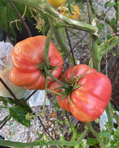 27 Best Tasting Tomatoes for Your Cuisines! 11