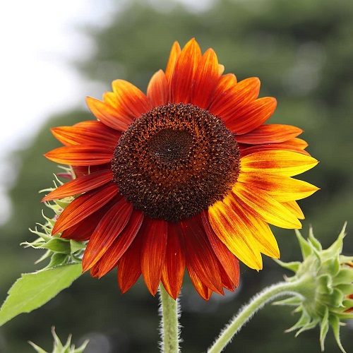 Different Colors Sunflowers 15