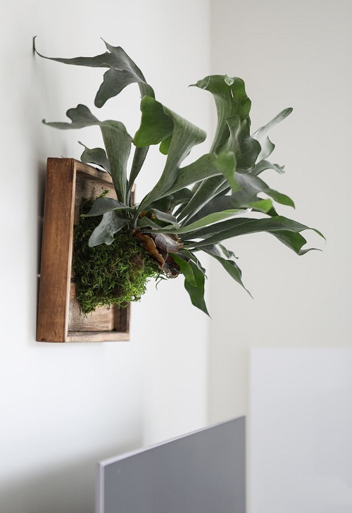 Mounted Staghorn Fern 1