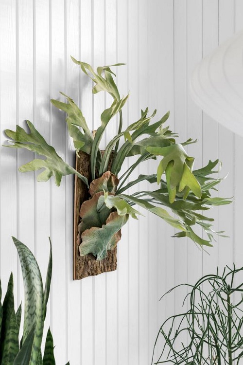 Mounted Staghorn Fern 3