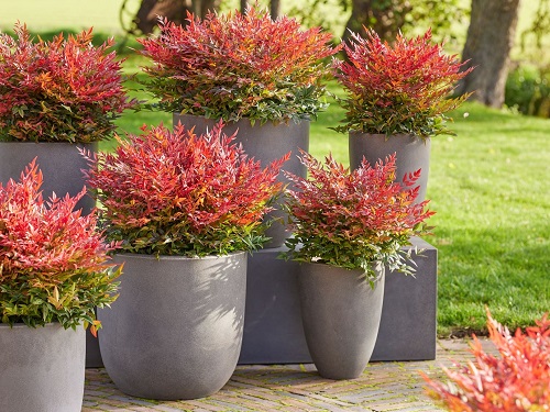 Types of Nandina Varieties