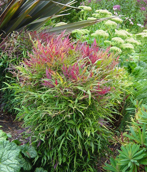 Types of Nandina Varieties 13