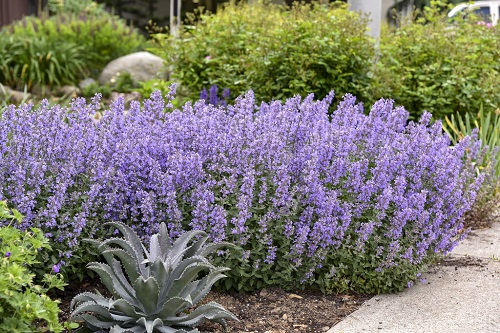 48 Best Deer Resistant Perennials 4