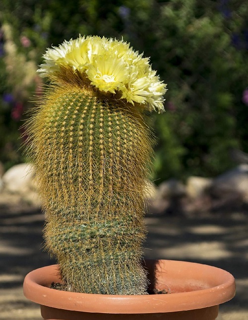 Succulents with Yellow Flowers 17