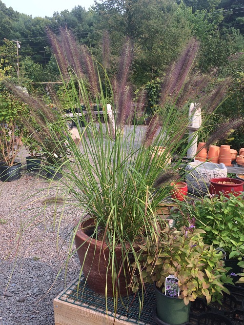 Dwarf Fountain Grass Varieties 3