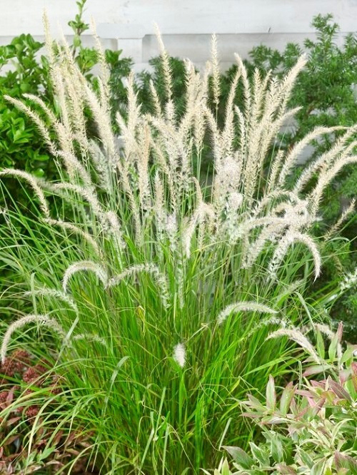 Dwarf Fountain Grass Varieties 7