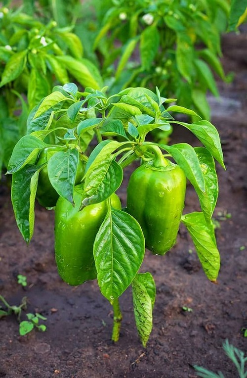 How to Top Pepper Plants for Bigger Harvest