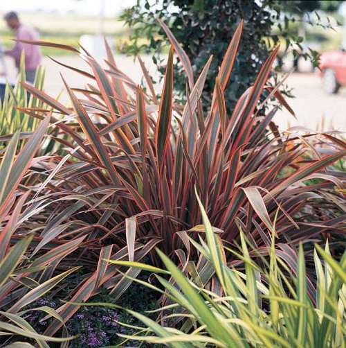 Best New Zealand Flax Varieties 13