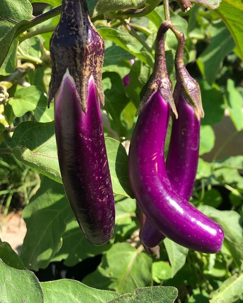 What Color Is Eggplant 7