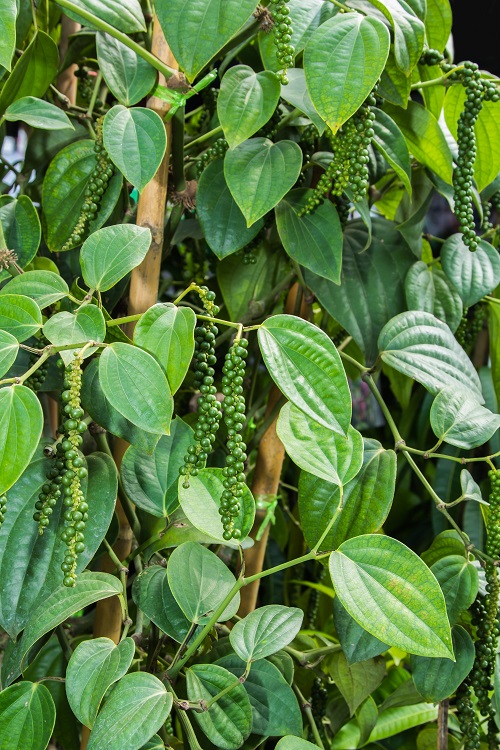 Black Pepper Plant Growing Zone