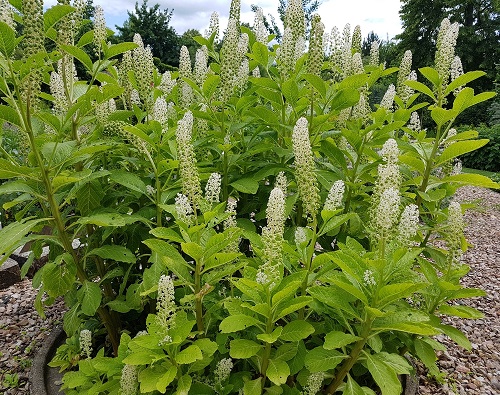 Is Pokeweed Poisonous to Touch