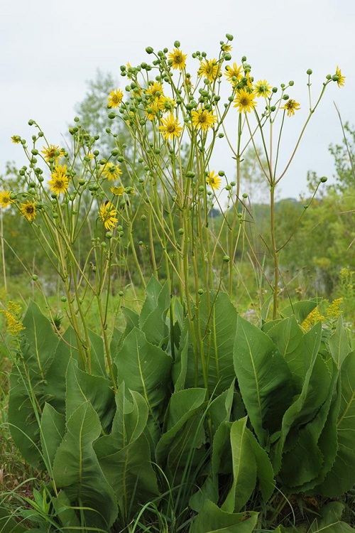 50 Most Beautiful Yellow Perennial Flowers 20