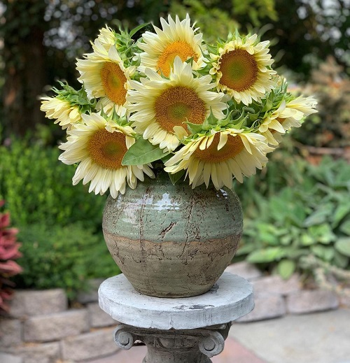 Best White Sunflower Varieties 6