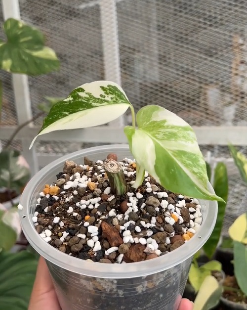 Monstera Albo Care 2