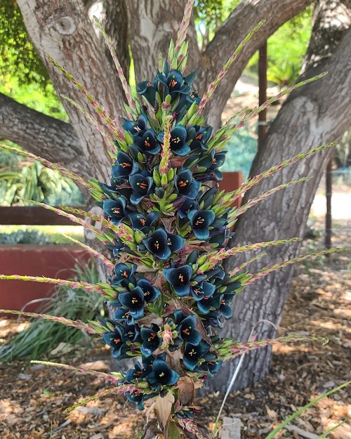 Puya Alpestris Sapphire Tower 2