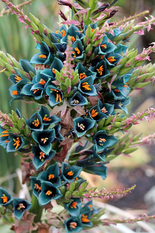 Puya Alpestris Sapphire Tower