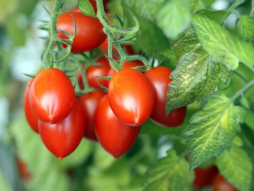 27 Best Tasting Tomatoes for Your Cuisines! 12