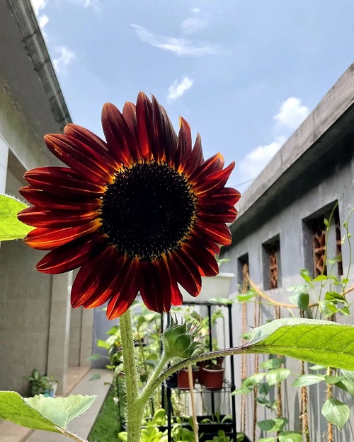 Different Colors Sunflowers 11