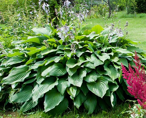 Best Purple Hostas 3