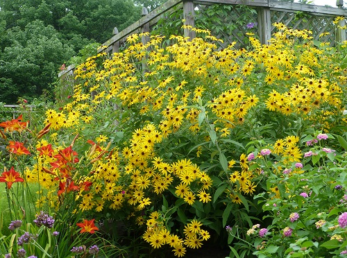 48 Best Deer Resistant Perennials 2