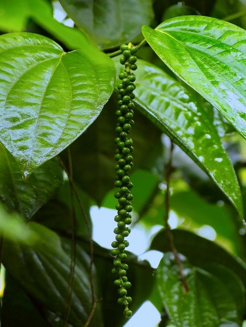 Black Pepper Plant Growing Zone 2