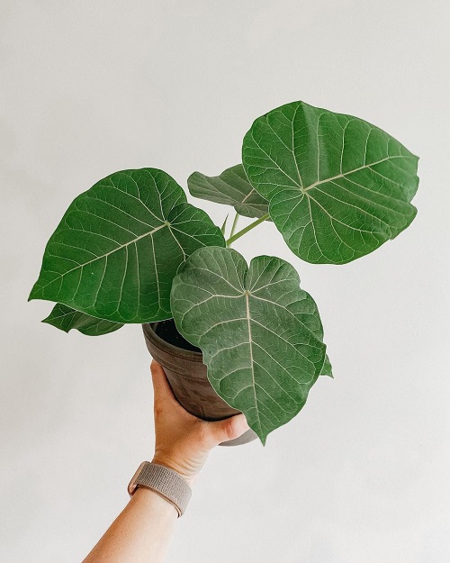 Ficus Umbellata Care Indoors