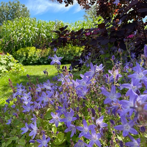 37 Beautiful Perennials for Shade That Bloom all Summer 5