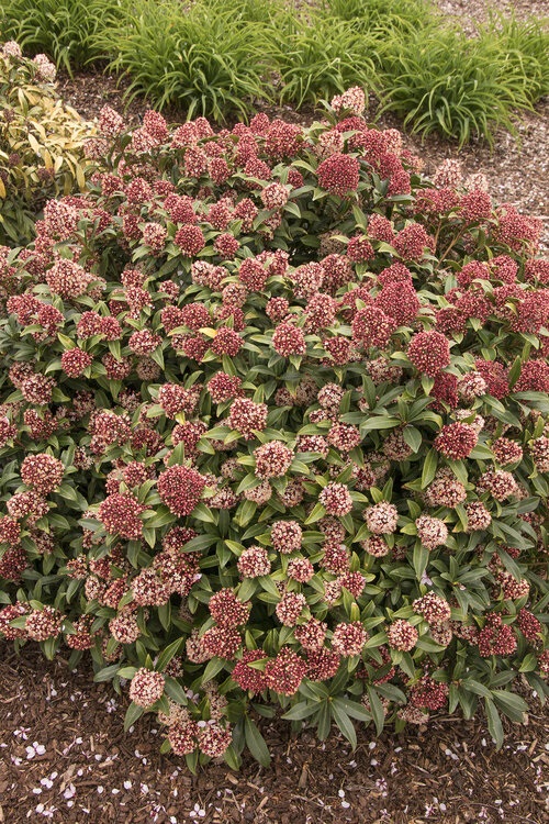 Low Maintenance Evergreen Shrubs 36