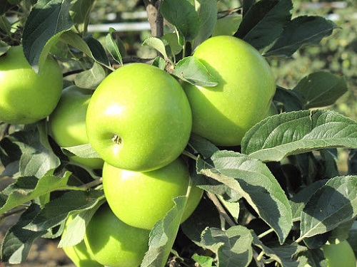 Different Types of Green Apple Varieties 10