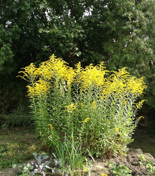 50 Most Beautiful Yellow Perennial Flowers 13