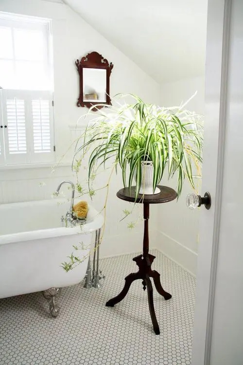 Rainforest Plants to Grow in Bathroom 7