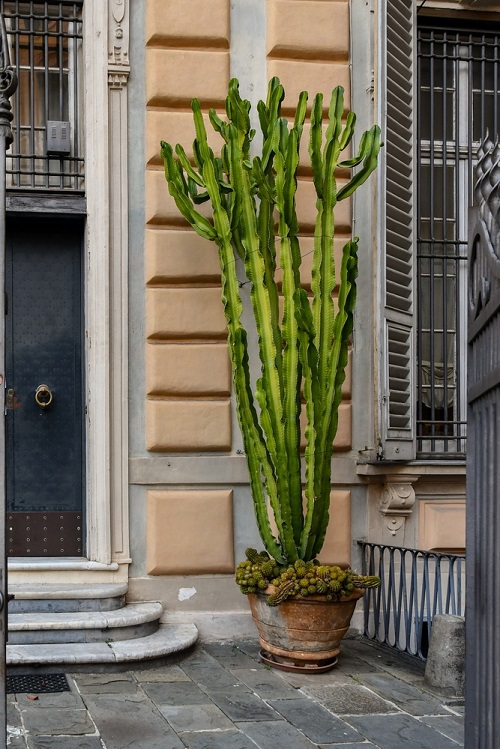 Succulent on the Entrance Ideas 29