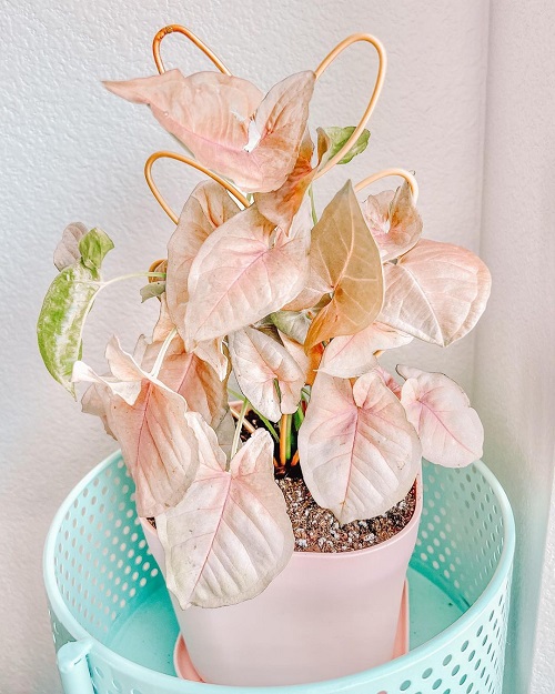 pink syngonium varieties 3