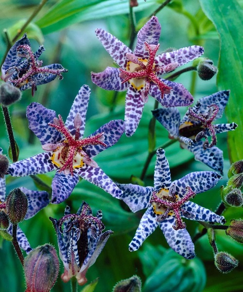 37 Beautiful Perennials for Shade That Bloom all Summer 1