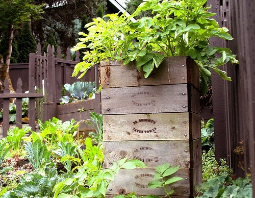 12 DIY Potato Pots to Grow Potatoes Without Digging 3