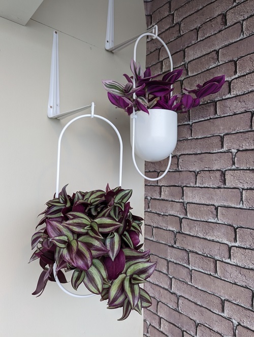 Different Ways to Grow Wandering Jew Indoors 9