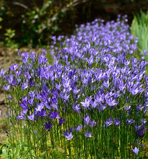 Wild Flowers in California 10