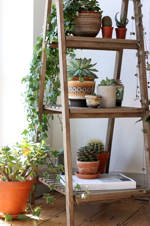 Best Ways to Display Indoor Vines in Style 15