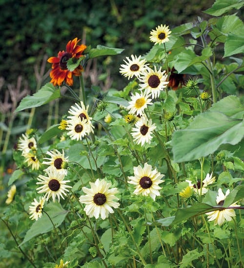 Best White Sunflower Varieties 3