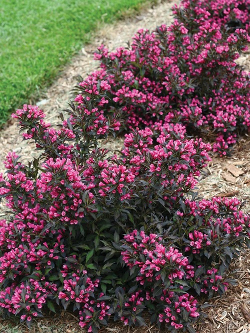 Best Red Outdoor Plants 24